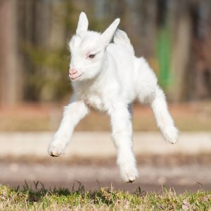 Funny Goats HD Wallpapers New Tab Theme icon