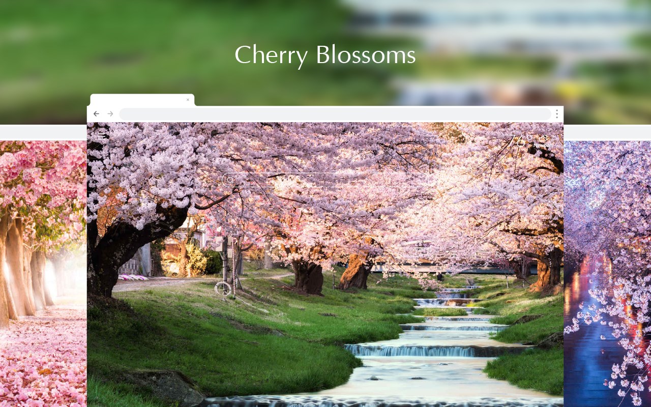 Cherry Blossom HD Wallpapers New Tab Theme