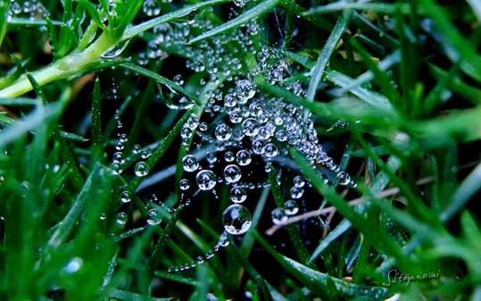 Raindrops and Dew by Stojanoski Slavco screenshot 3