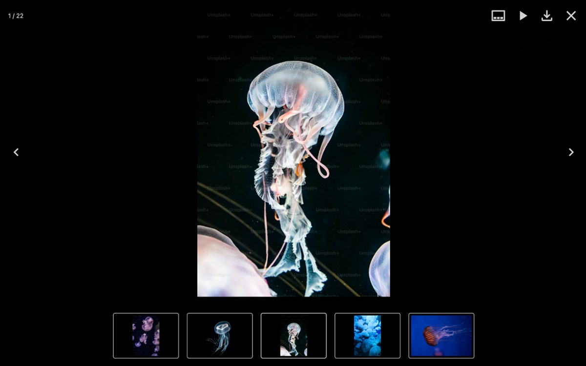Image Viewer – Fullscreen Preview, Zoom, Download & AI Detection