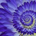 Macro Flowers