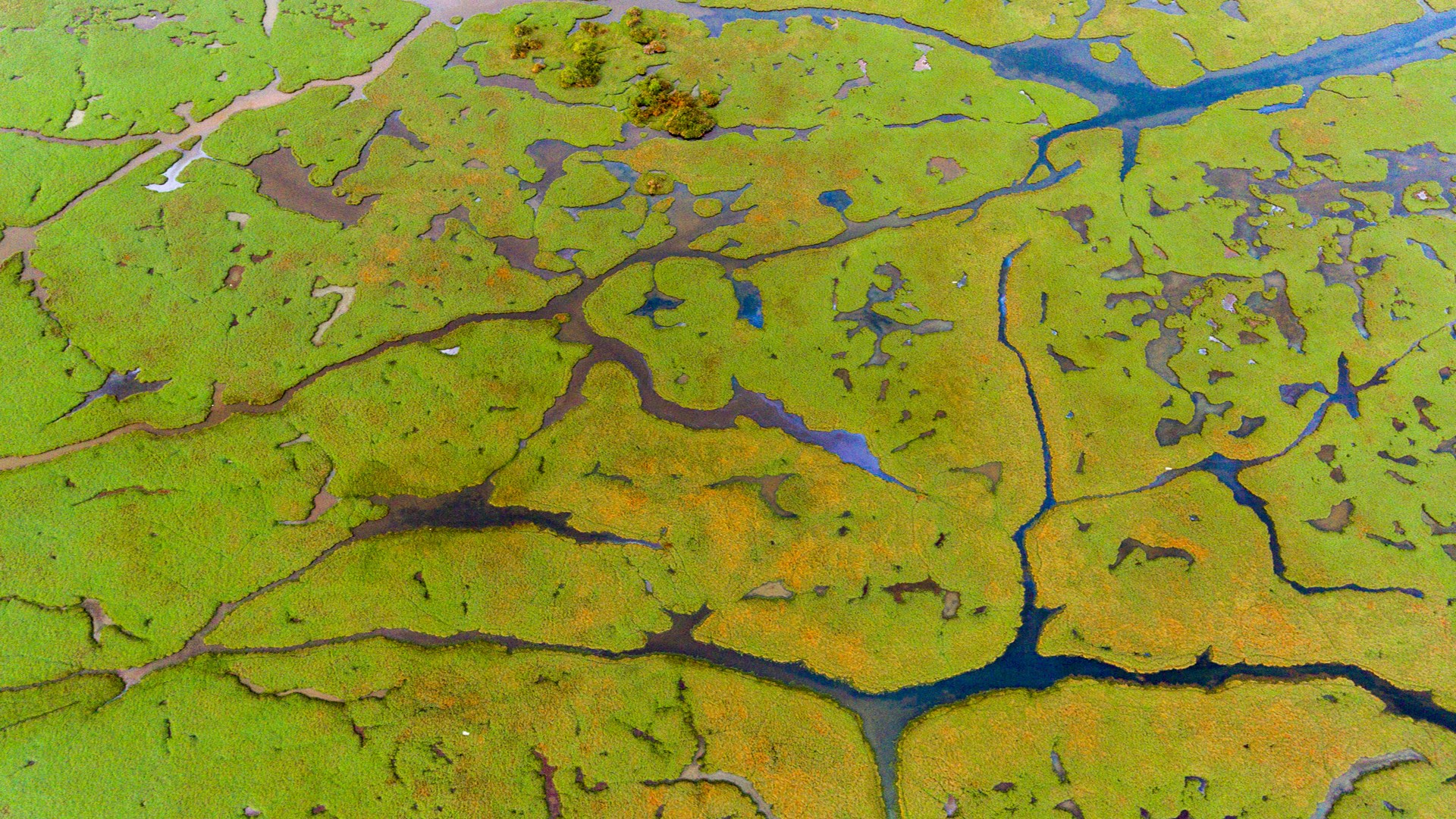 Дельта реки что это