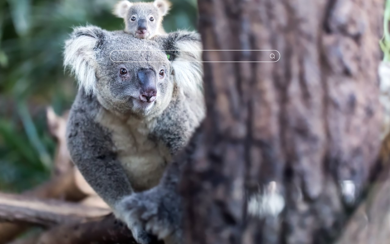 My Koala Bear - Adorable Koala HD Wallpapers