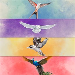 Aperçu Wingspan + Europe + Océanie + Asia