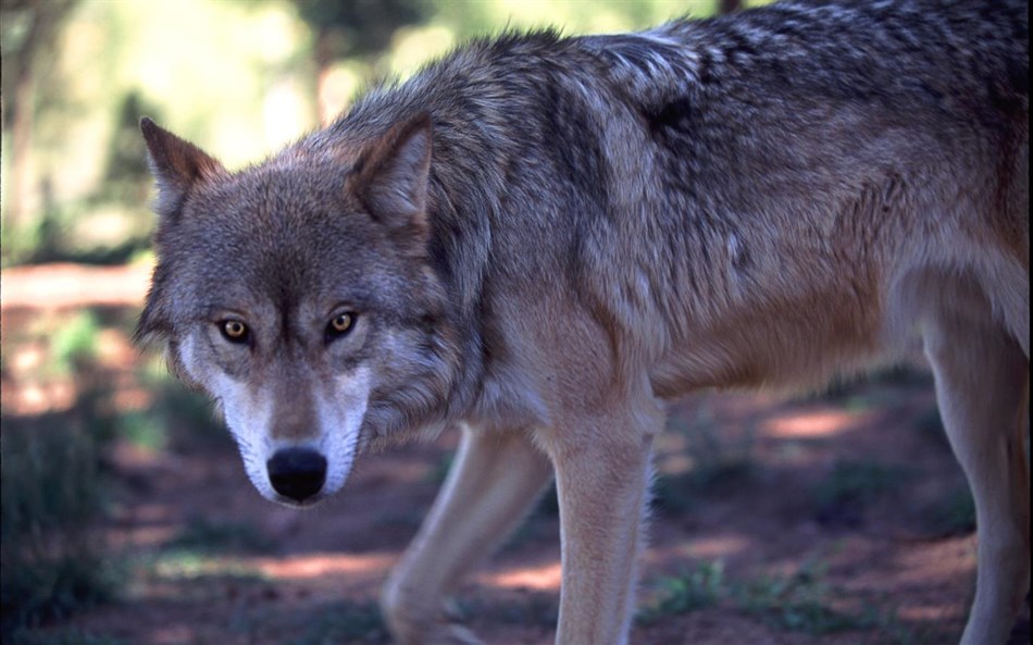 Wolves by Dave Johnson (Windows) — Price History & Similar | AppAgg