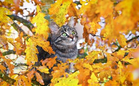 Animals in Autumn Screenshots 1