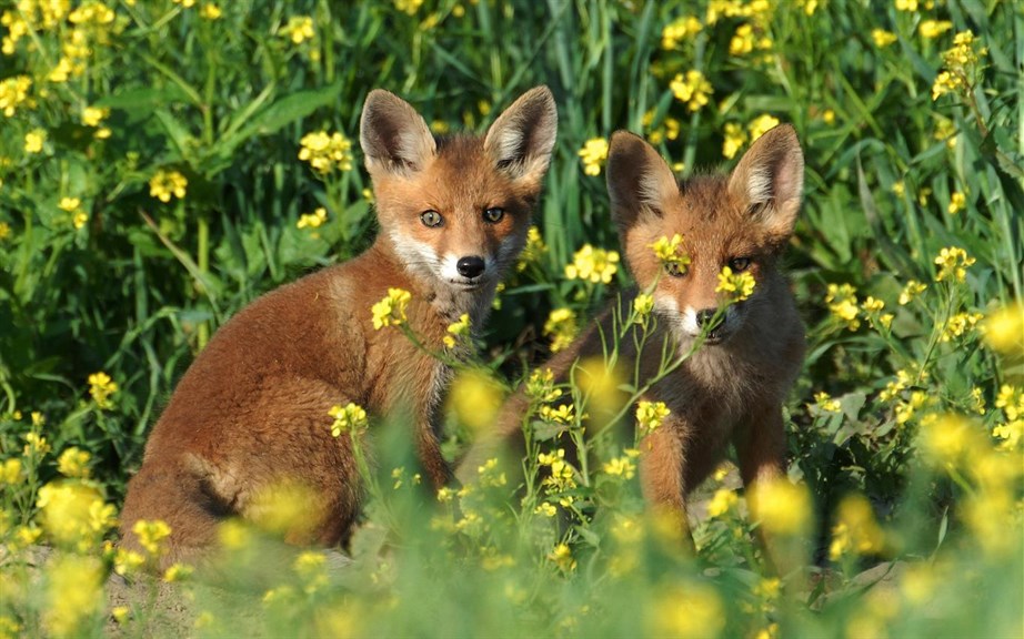 Baby Animals_2