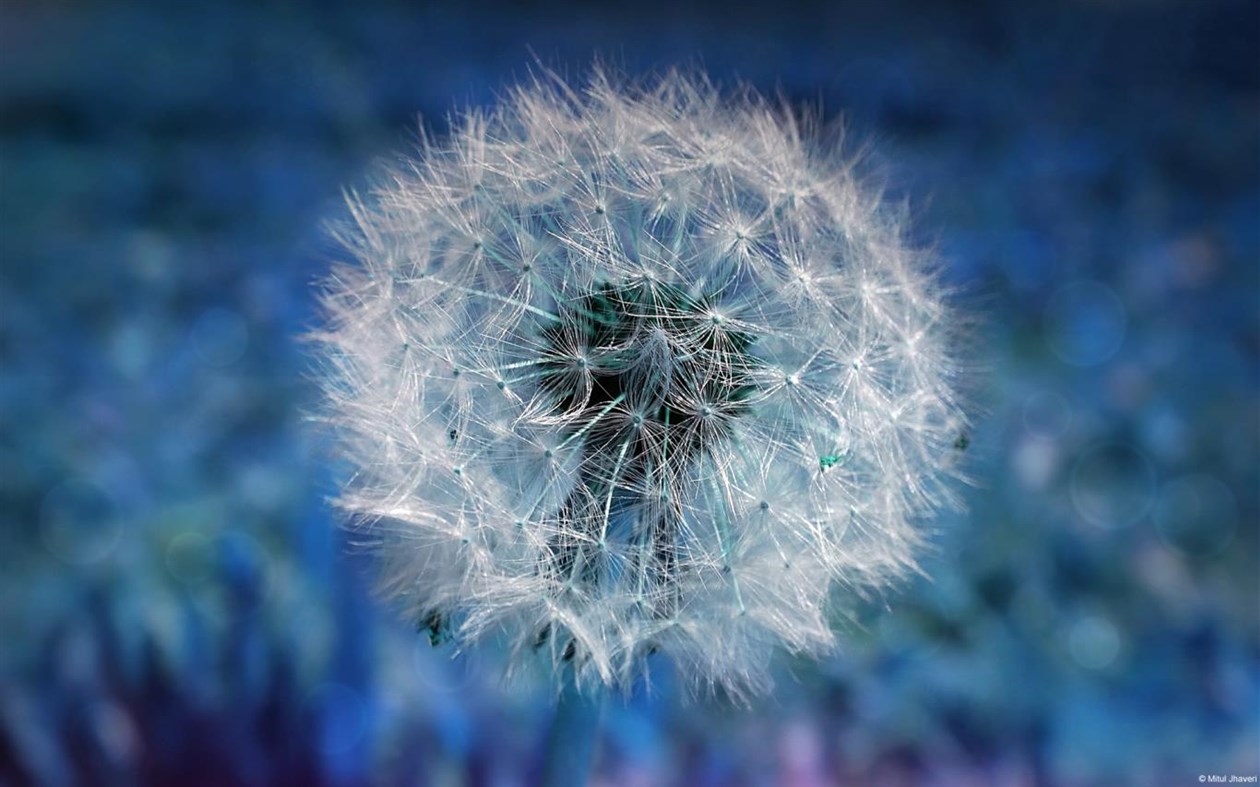 #4. Community Showcase Flora 4 (Windows) 由: Microsoft Corporation