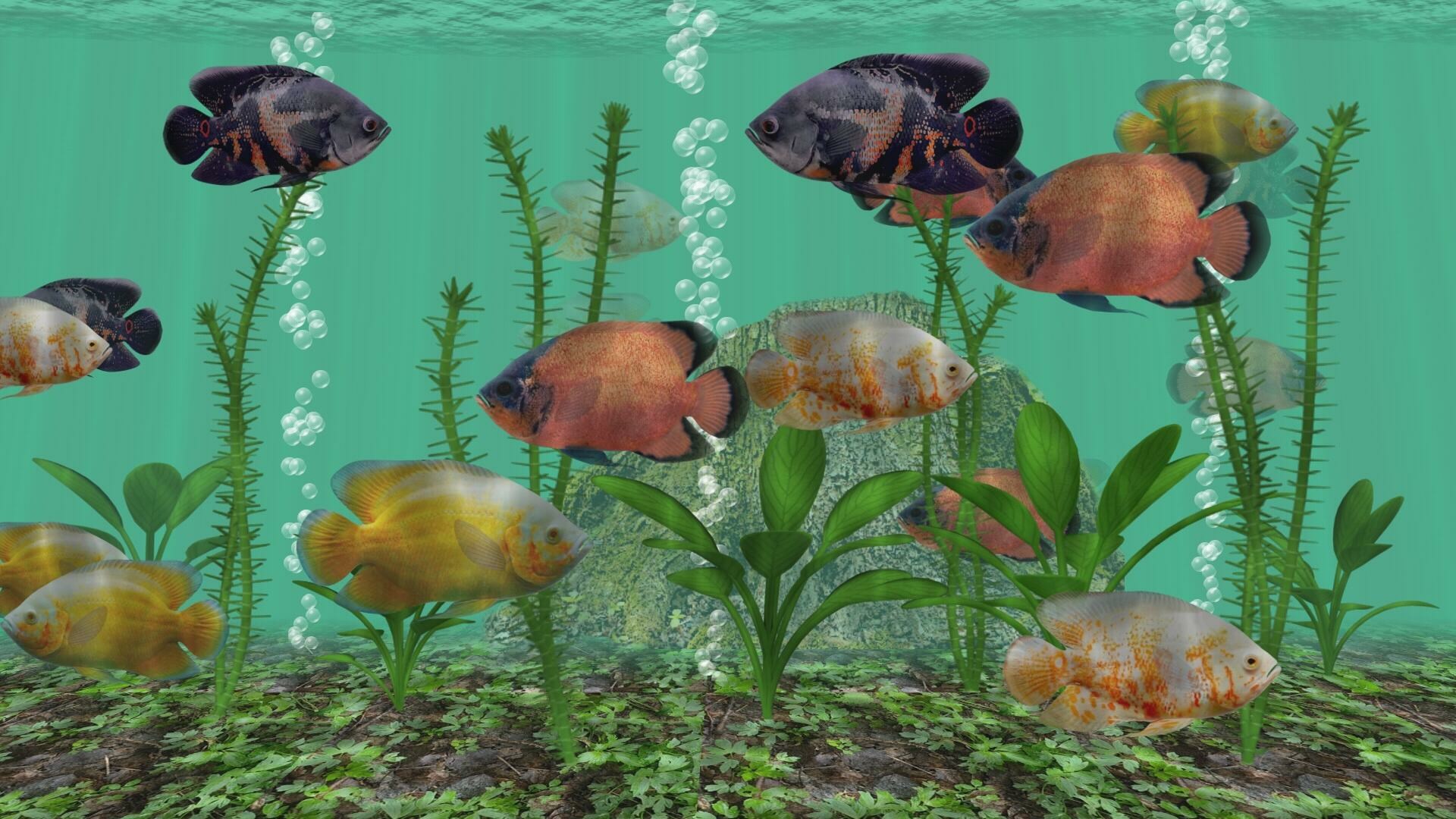 3d aquarium screensaver