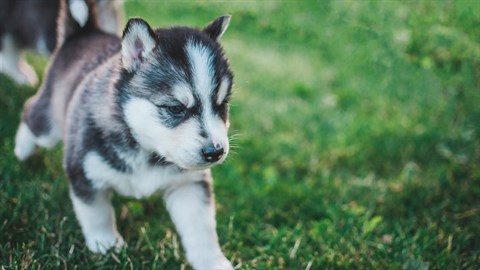 Puppies Jigsaw Puzzles