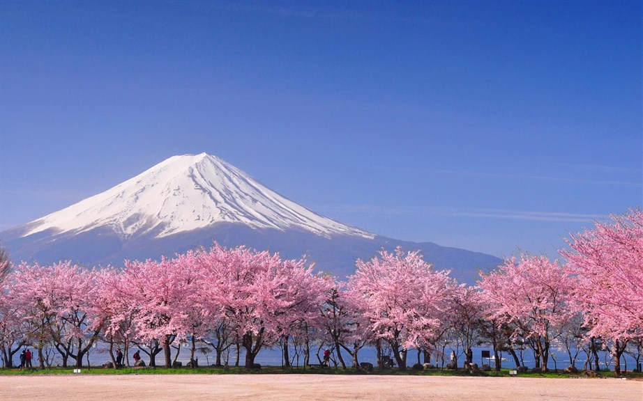 Cherry Blossoms_4