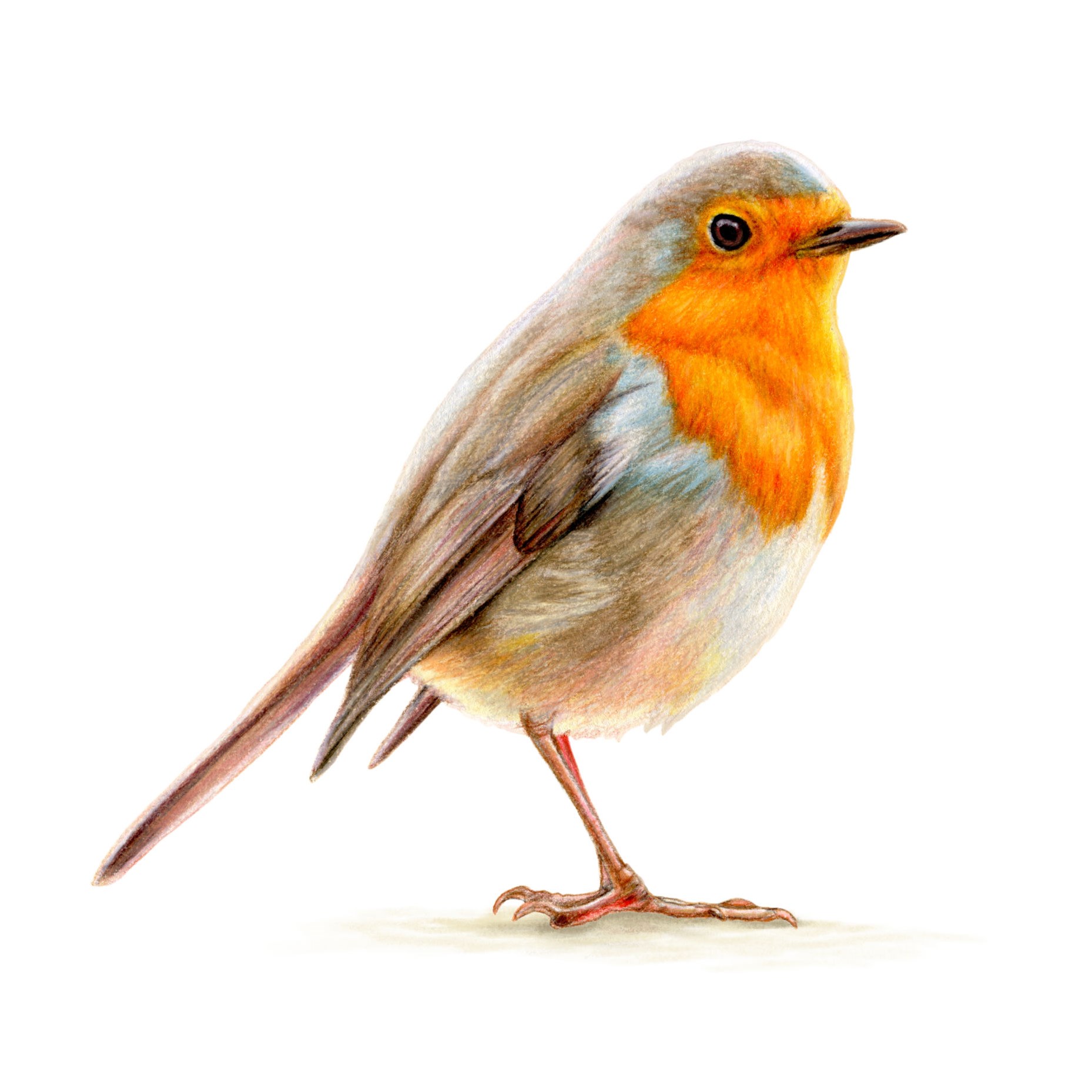 Robins Portrait - Microsoft Edge Addons