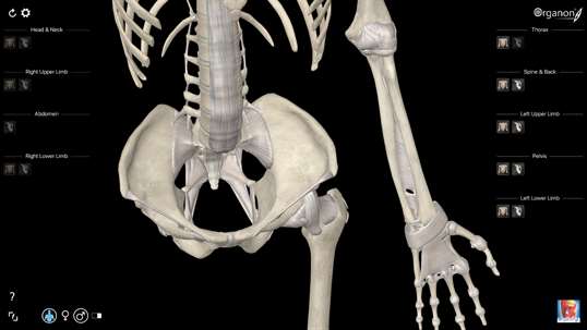 3D Organon Anatomy - Skeleton, Bones, and Ligaments screenshot 6