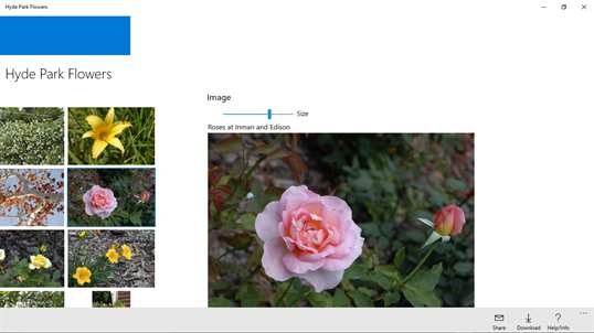 Hyde Park Flowers screenshot 4