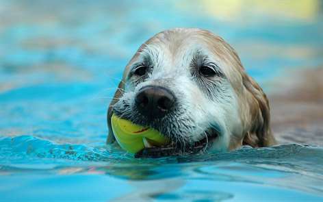 Dogs in Summer Screenshots 2