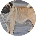 Pug Wallpaper New Tab icon