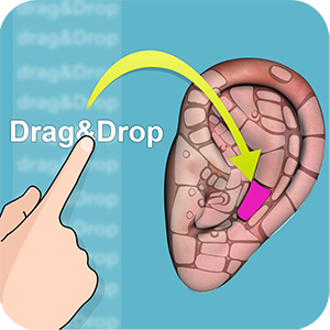 Drag and Drop Reflexology (ear chart)
