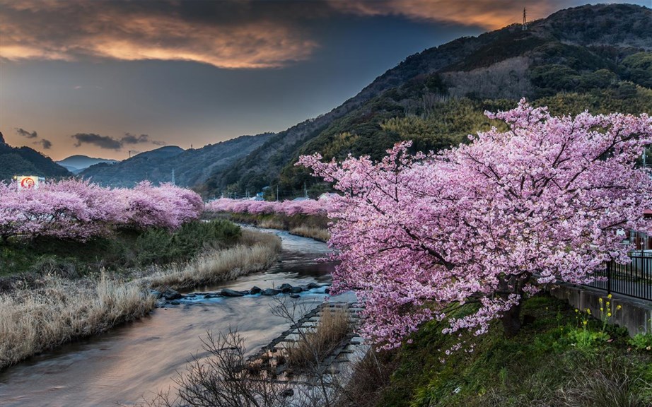 Cherry Blossoms_1