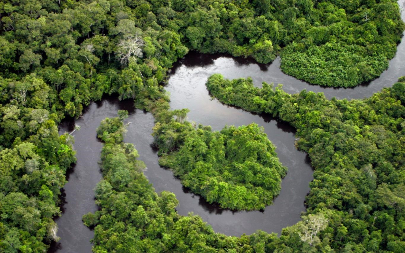 amazon rainforest wallpaper
