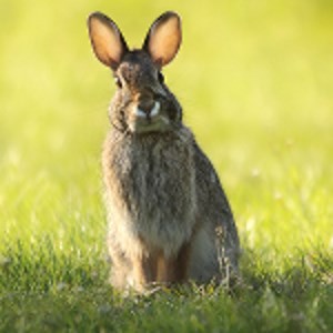 Holistic Audio Recorder and Editor