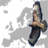 Birds in Europe