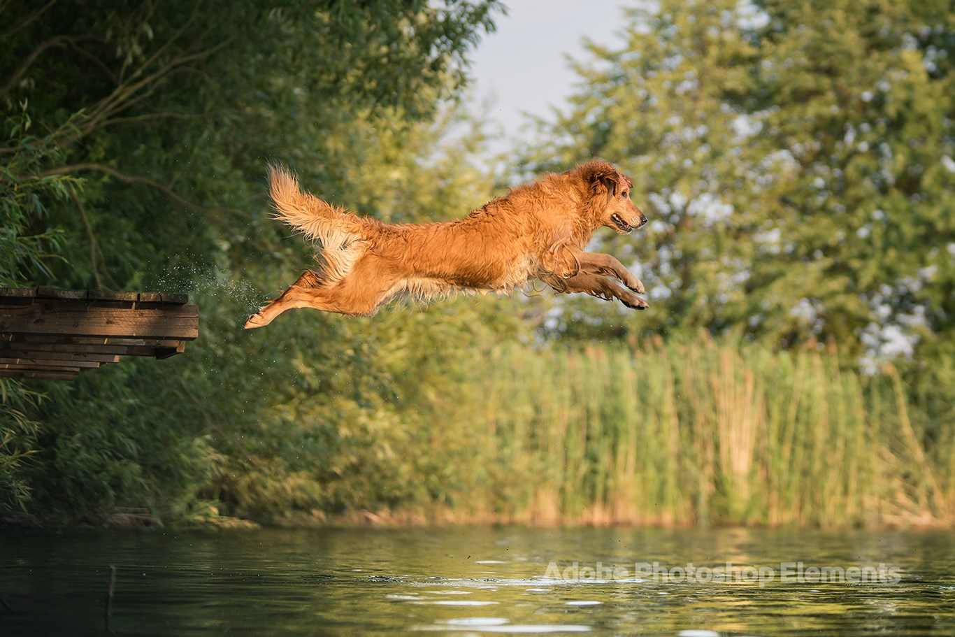 Dog Theme by Adobe Photoshop Elements screenshot