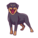 Rottweiler HD Wallpapers - Custom New Tab