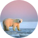 Polar Bear Wallpaper New Tab