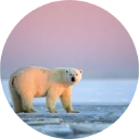 Polar Bear Wallpaper New Tab icon