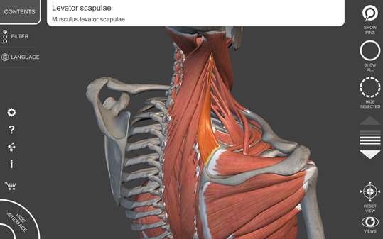 Muscular System - 3D Atlas of Anatomy screenshot 4
