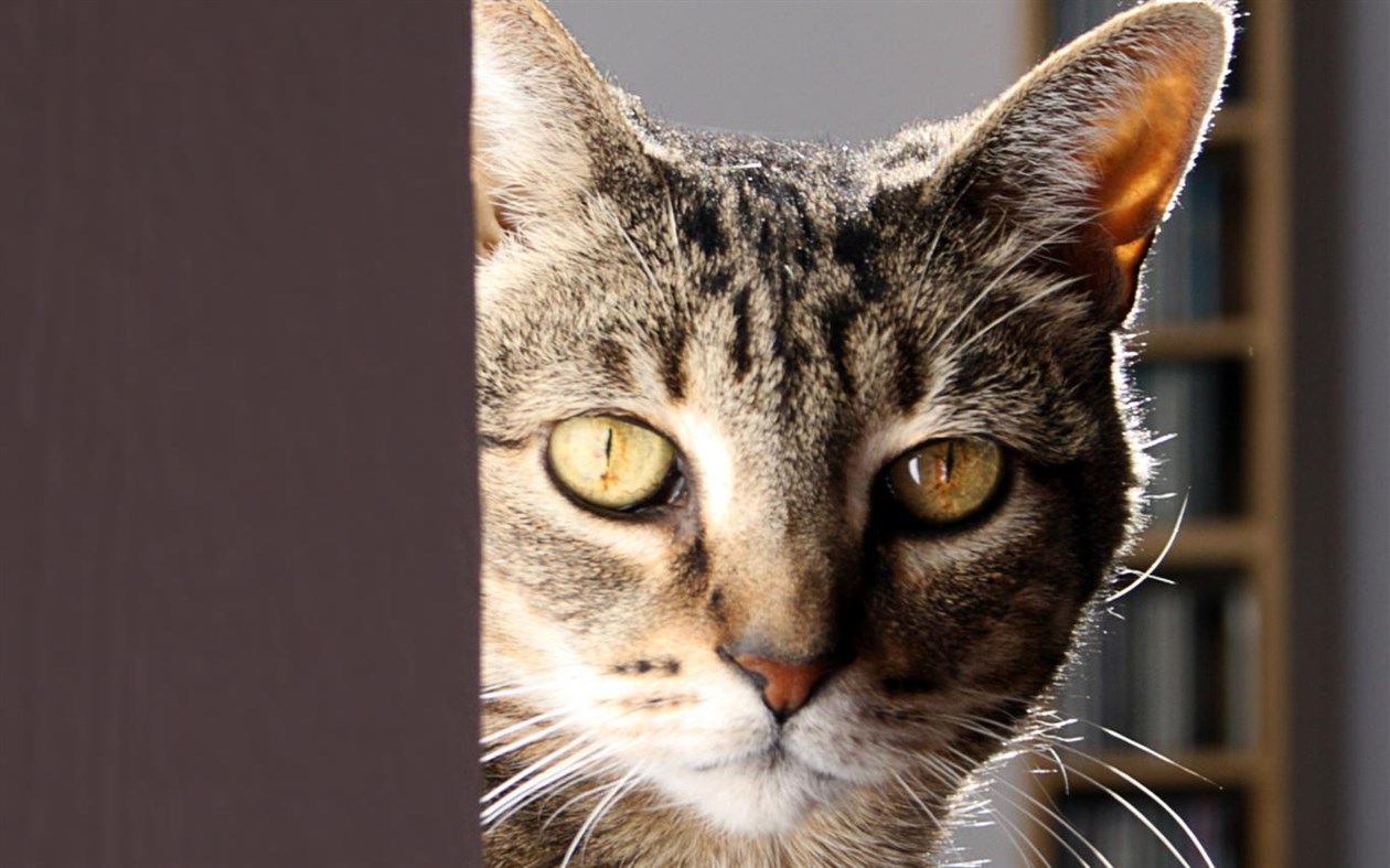 #2. Cats Anytime (Windows) 由: Microsoft Corporation