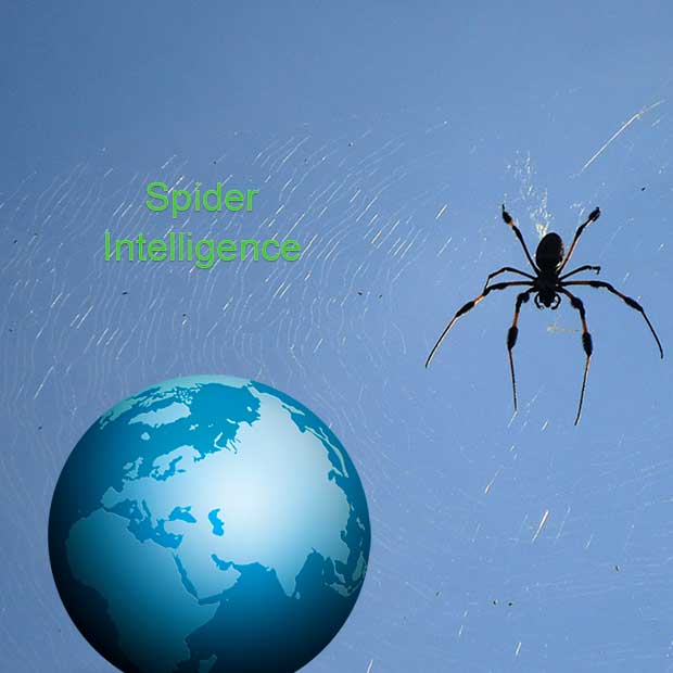 Spider Intelligence