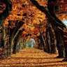 Autumn Wallpapers HD New