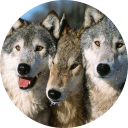 Wolf Wallpaper New Tab icon