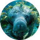 Manatee Wallpaper New Tab icon