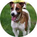 Jack Russell Terrier Wallpaper New Tab icon