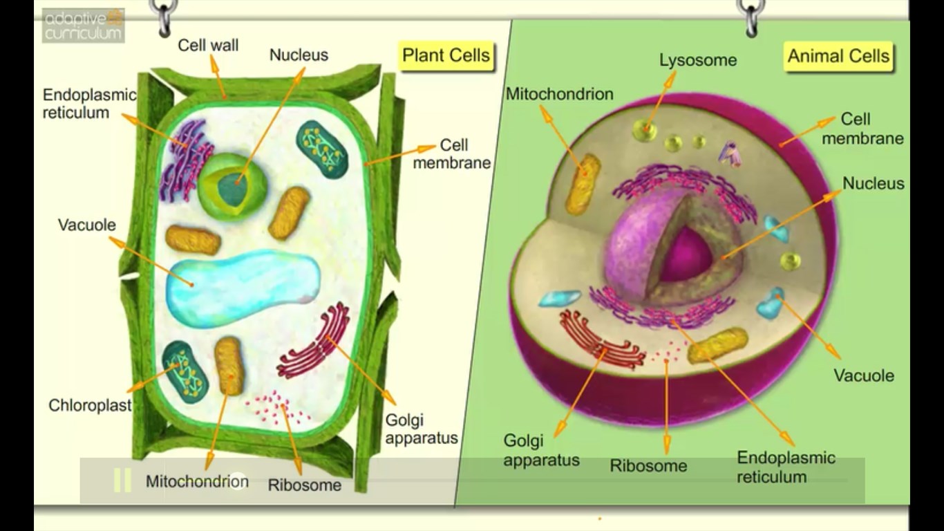 Comparison of Plant and animal Cells