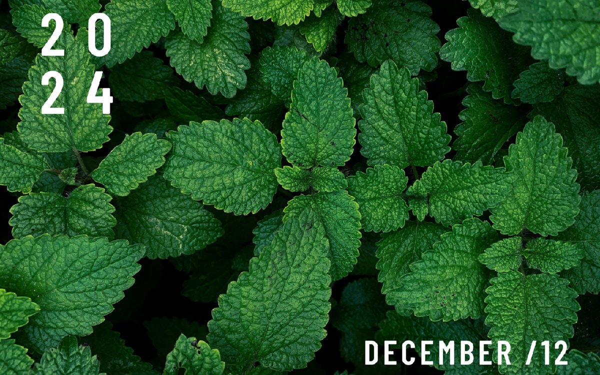 December Nature Wallpaper New Tab