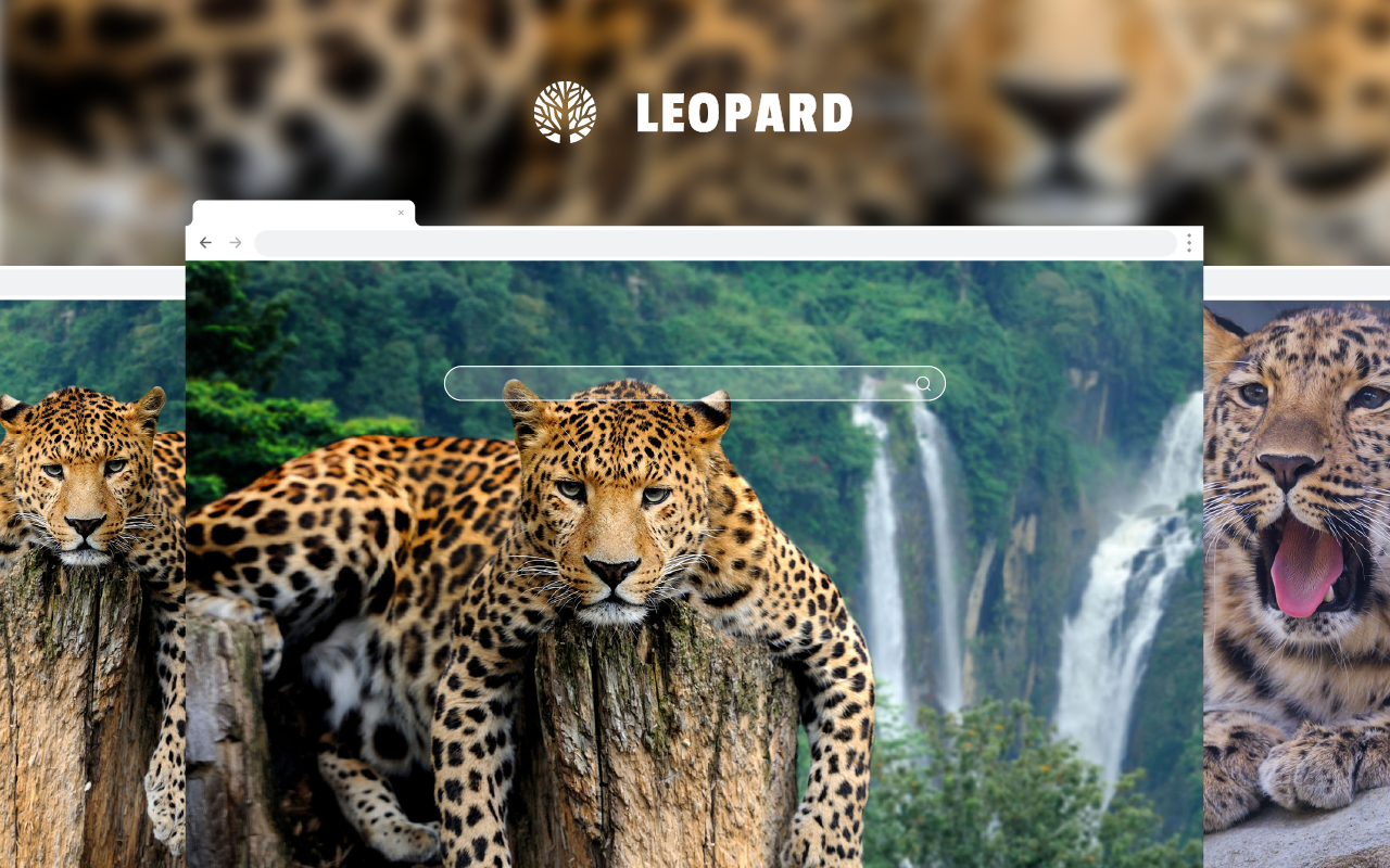 Leopard - Big Cat HD Wallpapers New Tab