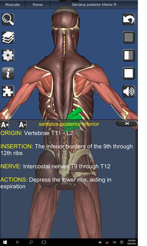 3D Human Anatomy Screenshots 2