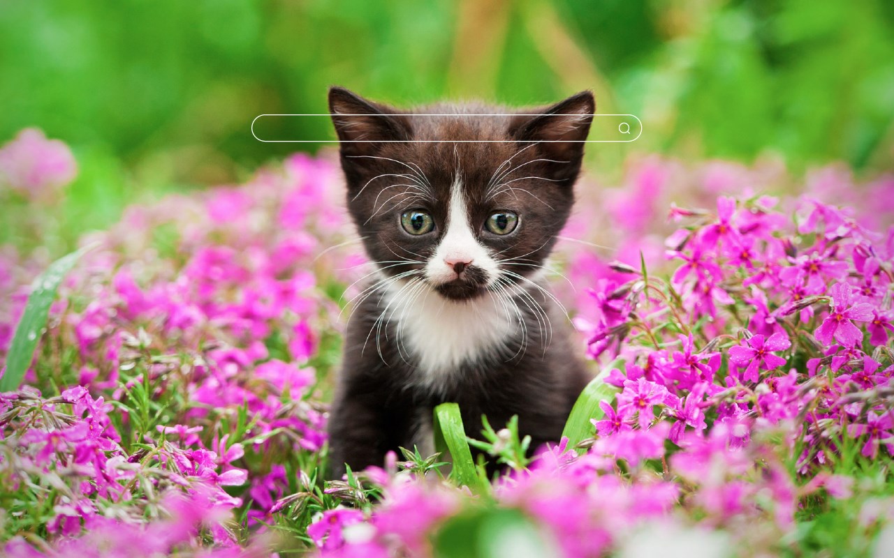 My Cats - Adorable Cat & Kitten Wallpapers