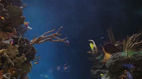 calm Aquarium Screenshots 1