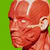 Muscular System 3D (Anatomy)
