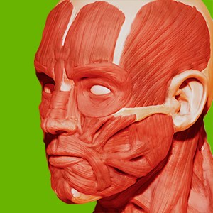 get muscular system 3d anatomy