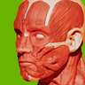 Muscular System 3D (Anatomy)