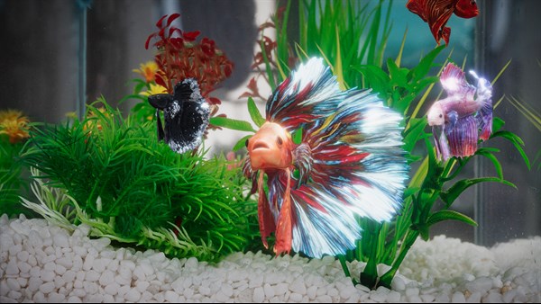 Siamese Fighting Fish — 5