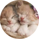 Cats & Kittens Wallpaper New Tab icon