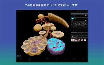 アナトミーアトラス 人体解剖 カラーアトラス ヒューマン・アナトミー・アトラス2026 - のアプリ