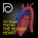 3D Road Map to the Human Heart