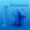 Human Anatomy Atlas